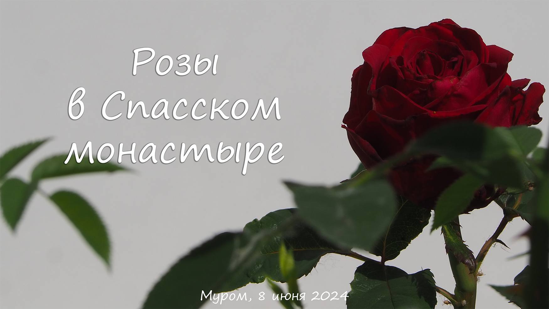 Розы в Спасском, Муром, 8 июня 2024, Roses in Spassky, Murom, June 8, 2024