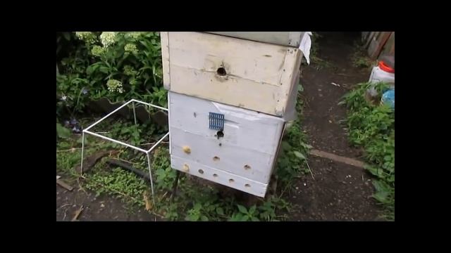 ответы на вопросы - раннее роение пчел или ложный вариант ухода от него подставляя рамки под засев