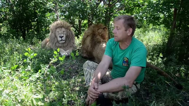 Как на меня НАПАДАЛИ ЛЬВЫ! HOW THE LIONS ATTACKED me !