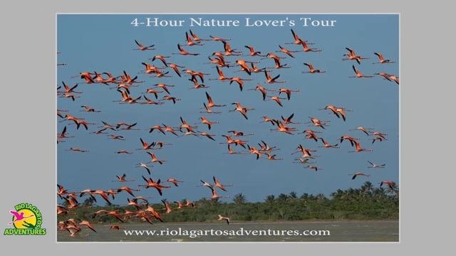 Nature Lovers tour in Rio Lagartos Yucatan with Rio Lagartos Adventures
