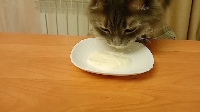 Вкусный йогурт для Фили после суспензии #cat