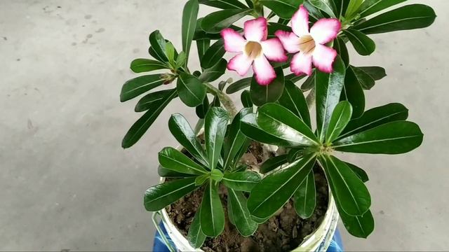 Adenium Plant  /एडेनियम के पौधे को कैसे उगाएं/adenium Plant Growing Tips/Desert Rose Growing Tips