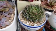 Echeveria Laui & Beautiful Potted Succulents | VLOG #180 - Growing Succulents with LizK