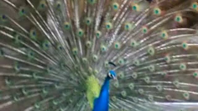 Прикольный Павлин. Cool Peacock