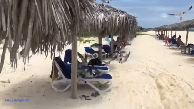 Seagulls in Kuba