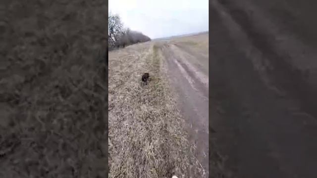 ГУЛЯЕМ С ДЖЕССИ