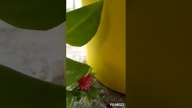 The Mysterious Plant|| Unknown Purple Flower || Anyone Tell Me The Name