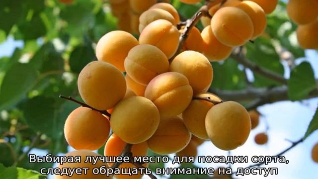 Абрикос Погремок