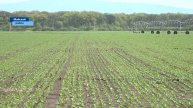 В прошлом году земледельцы КБР установили несколько рекордов по урожаю