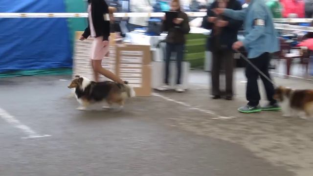 CACIB ROMANIA 2013 shetland sheepdog