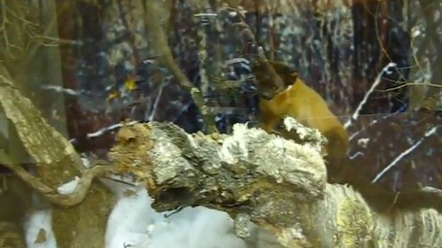 Зал "Природа Приморского края 1"