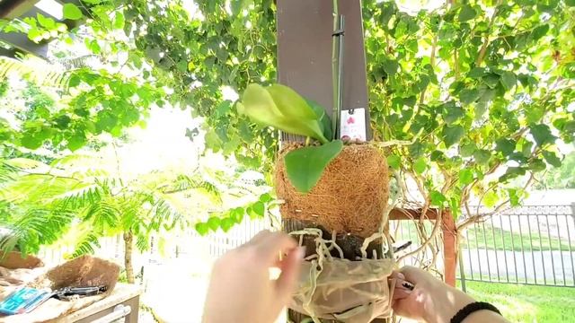 ? ORCHIDS !!  Planting / Attaching Orchids on my Wood Pergola