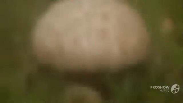 duriusculum - fungi kingdom