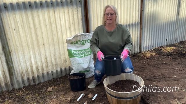 Dahlias - Growing Dahlias in Containers and Starting Dahlias Early!