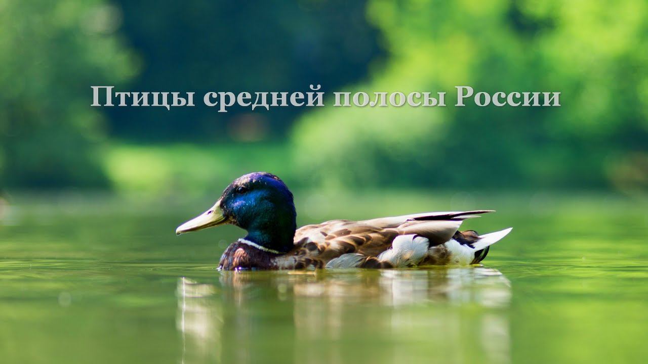 Birds of Central Russia