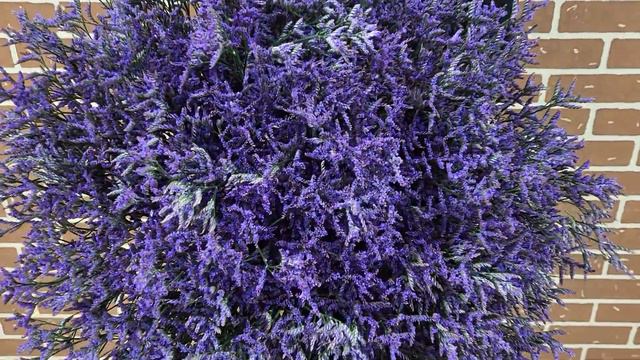Kytice 100 Limonium Safora Dark Blue - Florea.cz