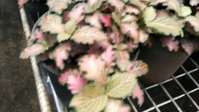 cute little indoor gift plant Fittonia (Nerve plant)