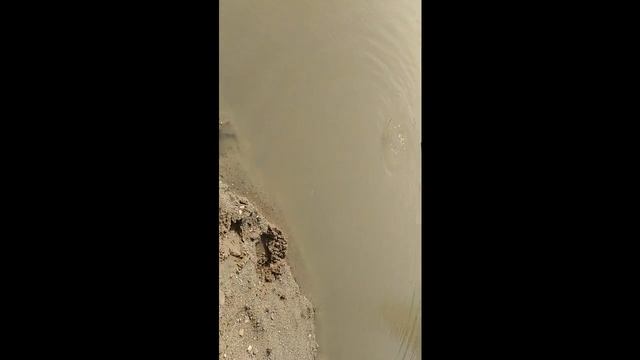 Ловля карпа в пруду