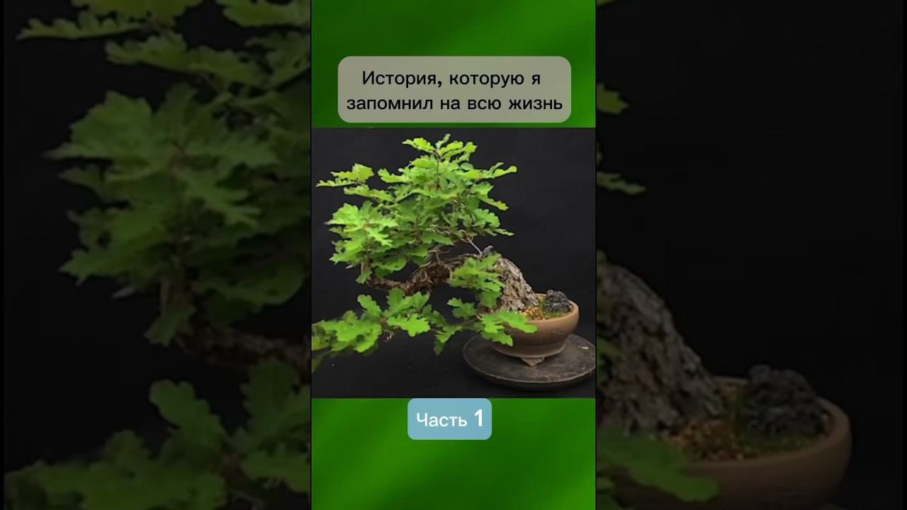 История, которую я запомнил на всю жизнь. Часть 1. #бонсай #bonsai #ниваки #сад #андрейдарусенков