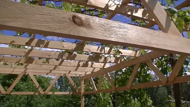 Виноградник из дерева