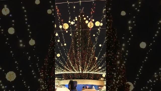 Зажгли елку на Софийской площади 18 12 2021