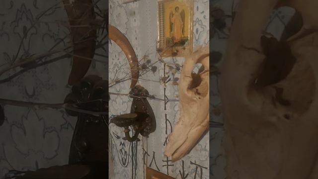 Чертогон. От сглаза,порчи, Корень повышает потенцию.
