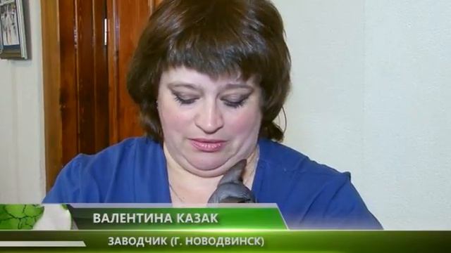 ВЫСТАВКА КОШЕК