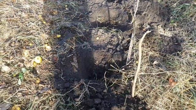 Продолжаю готовить участок под посадку малины.