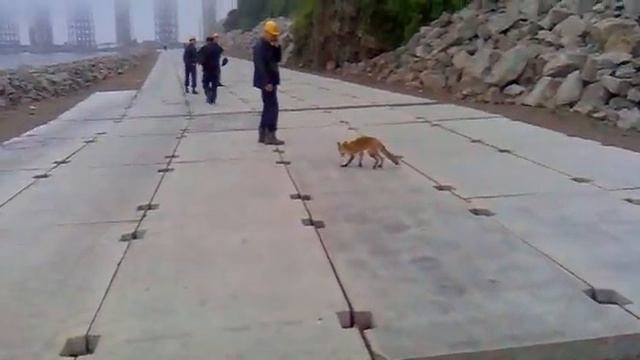 Лиса на острове Русский