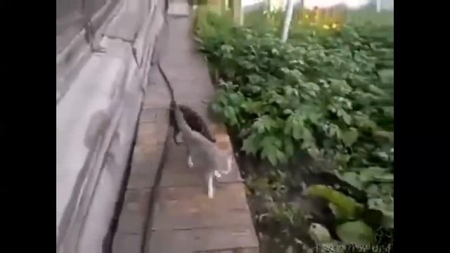 Собака несет кота домой