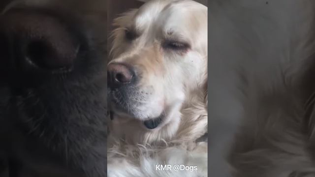 Верх невозмутимости😎 ( видео про собак и кошек )
