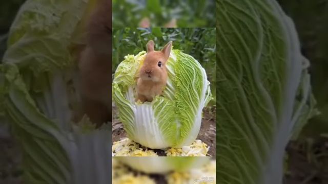 Ялгыз миләш
