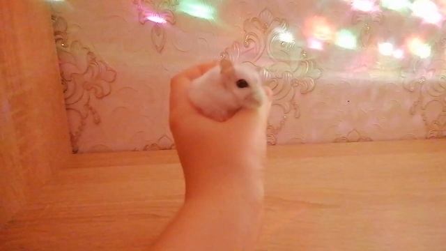 Хомская дискотека. Дискотека для Хомяка Снежка ч 4 |Хомяк Снежок Diskoteka