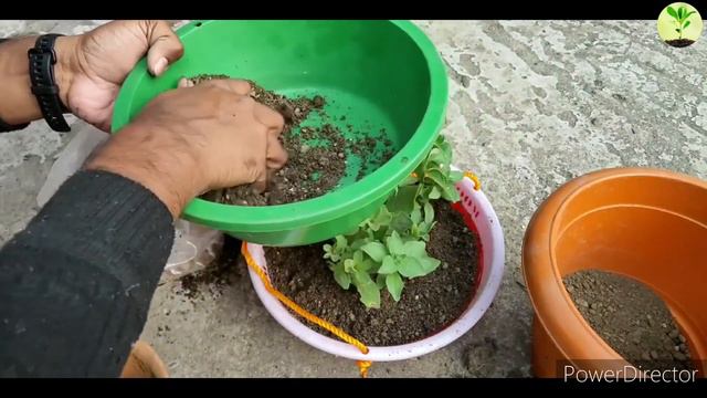 How to Grow Petunia Plant & More Flowers/ पिटृनिया के पौधे पर ज्यादा फूल कैसे लाऐ