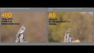 Do You Need a HIGH Megapixel Body? Which is BEST, Cropping or Extenders? FF vs APSC?