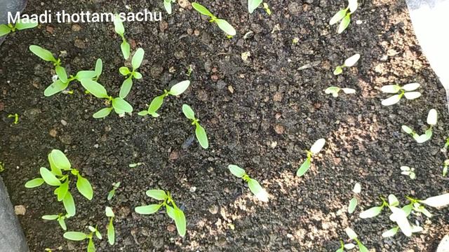 மாடி தோட்டத்தில் பாலக்கீரை வளர்ப்பது எப்படி/How to Grow Palak in Terrace Garden
