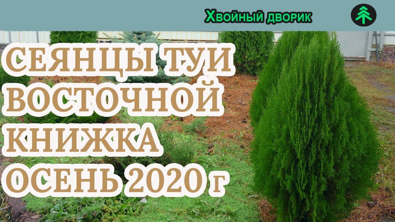 Туя восточная книжка Сезон осень 2020 года (Обзор) питомник Хвойный дворик