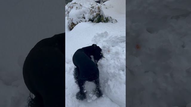 Найти любимый мяч 🥎 на заснеженном поле 🐕🦺🔥 #riesenschnauzer #ризеншнауцер #dog #giant #자이언트