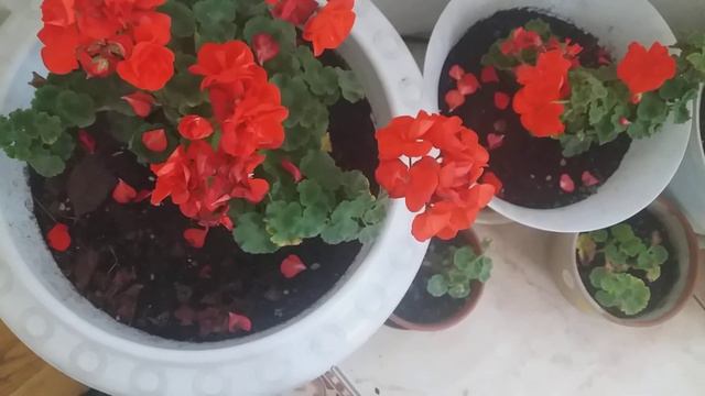 ГОТОВИМСЯ К ЗАМОРОЗКАМ!  ПЕРЕСАДИЛА ФИКУС .  /Видео № 1268