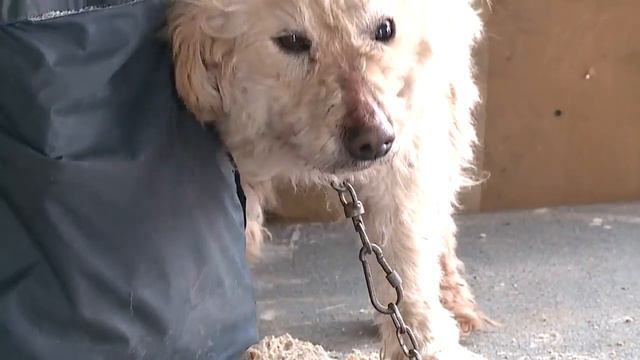 Приют Кот и Пес Студия Паратск с Натальей Фроловой