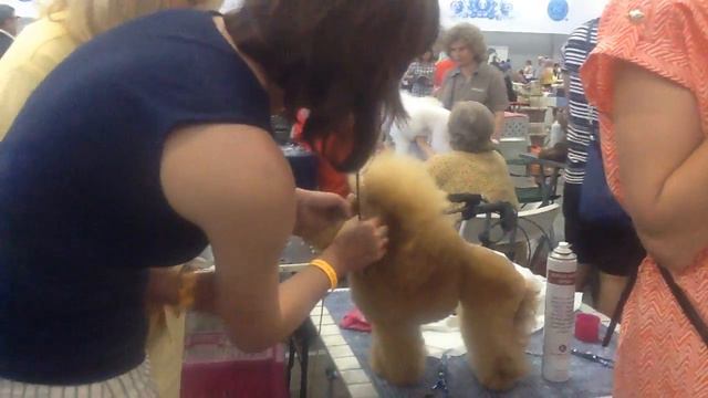 Зарисовки (3) WORLD DOG SHOW 2016