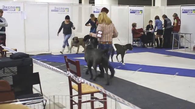 Preparing for dogshow - 11 months - Roman-Kosh Orsetto Shine
