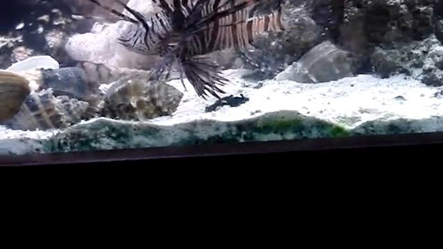 Big Gulp - Wimoweh the Lionfish eats a Green Chromis fish. Bastard.