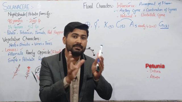 9.12 Family Solanaceae | General Characters, economical importance of Family Solanaceae