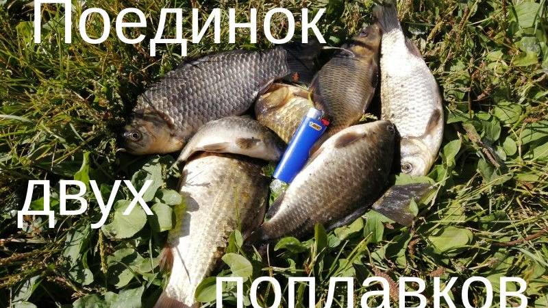 Поединок двух поплавков