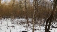 Охота на зайца беляка с русской гончей.