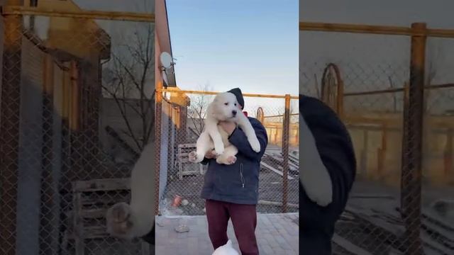 Эфир с алабайскими позитивчиками , щенки алабая 3 месяца