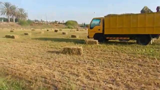 Как на Кипре собирают сено