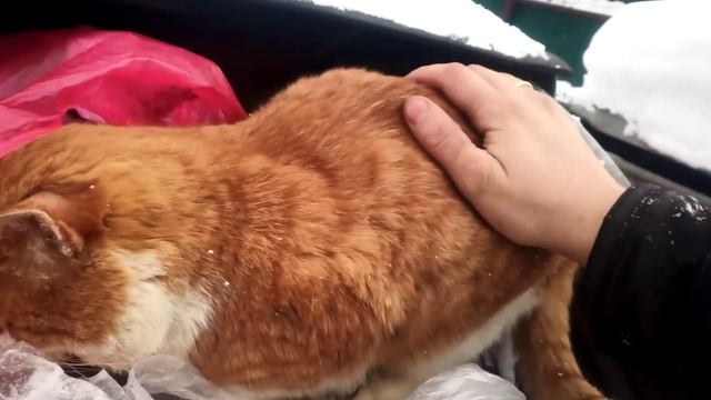 Рыжий на рыбалке