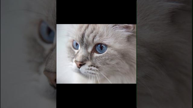 ЖЕСТКИЙ ОБЗОР КОТОИДОВ